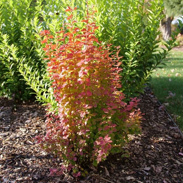 Deciduous foliage of Sunjoy Orange Pillar® Barberry (Berberis thunbergii 'NCBT3' PP35,050) in a garden setting.