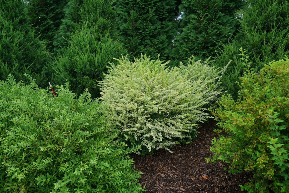 Sunjoy Sequins® Japanese Barberry