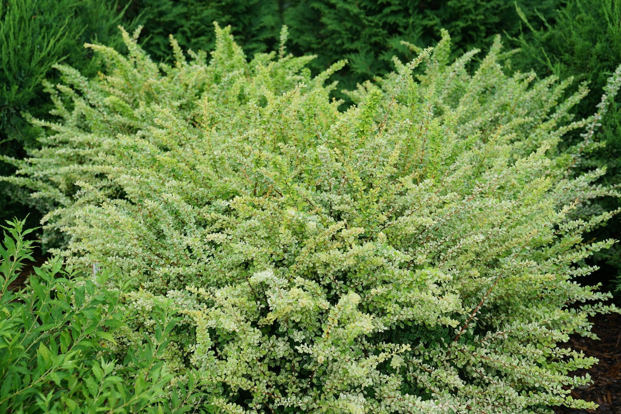 Sunjoy Sequins® Japanese Barberry