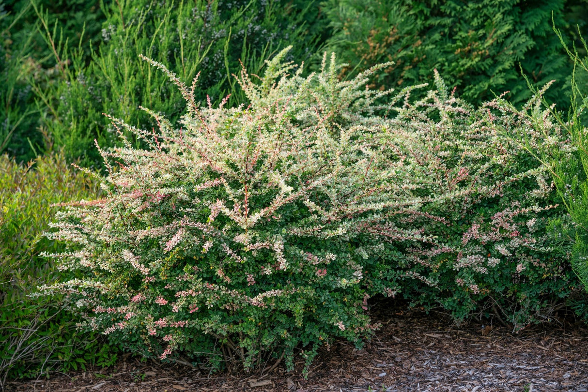 Sunjoy Sequins® Japanese Barberry