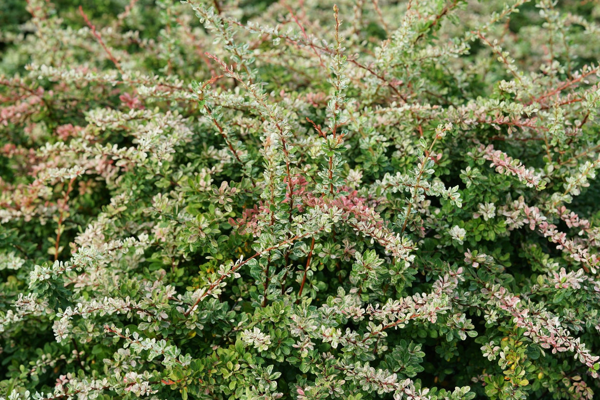 Sunjoy Sequins® Japanese Barberry
