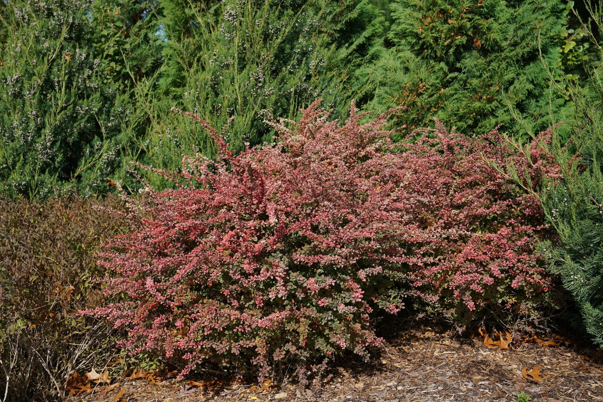 Sunjoy Sequins® Japanese Barberry