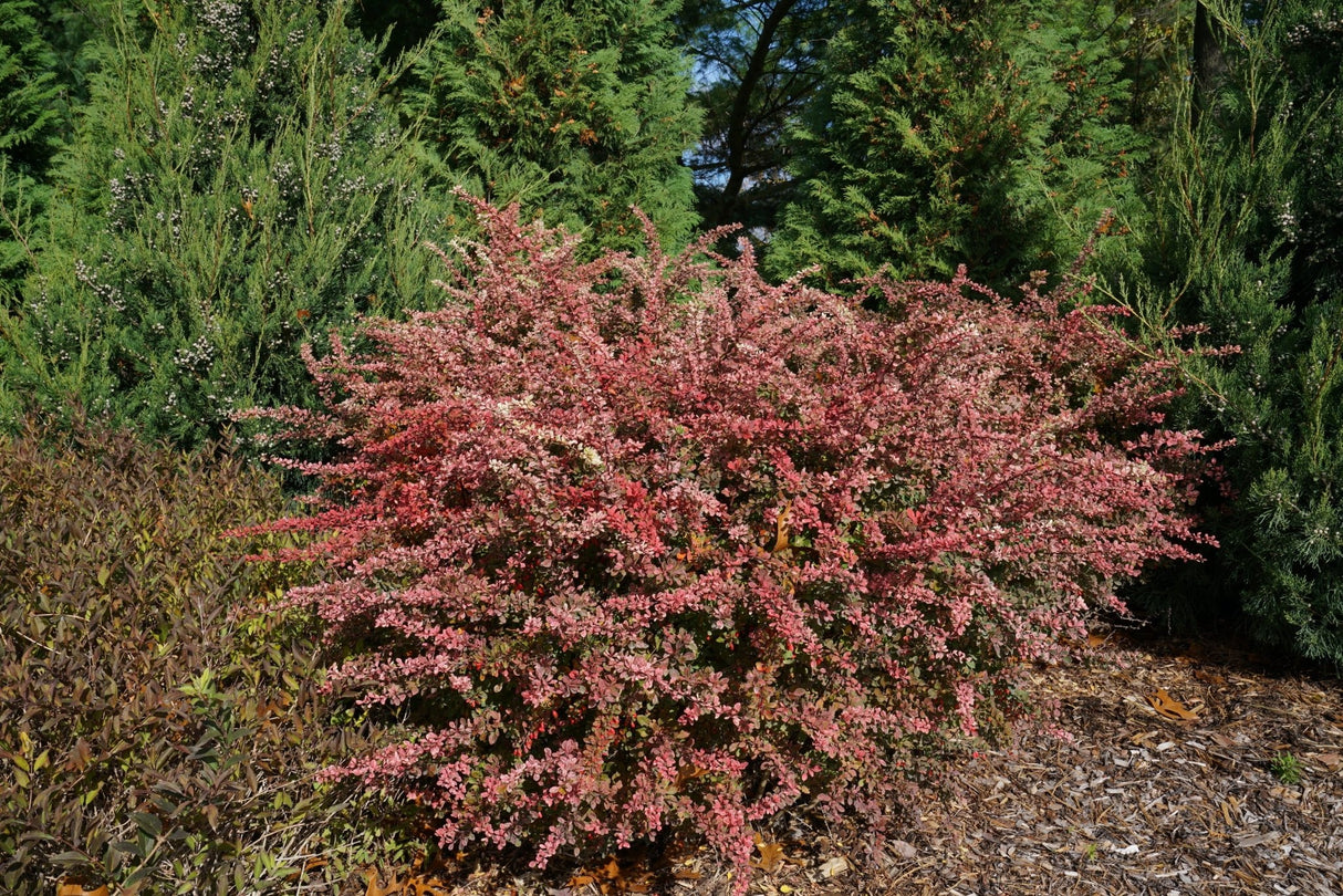 Sunjoy Sequins® Japanese Barberry