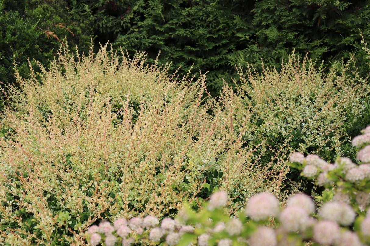 Sunjoy Sequins® Japanese Barberry