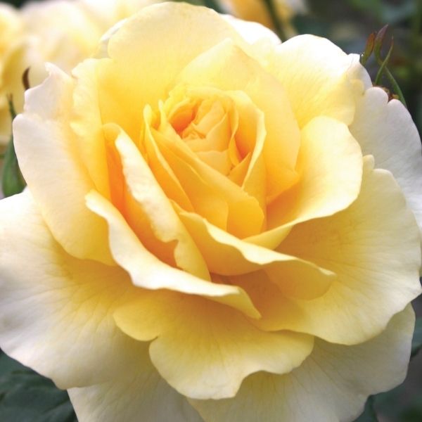 Sunny Sky™ Eleganza® Hybrid Tea Rose - Nature Hills Nursery - #3 Container -