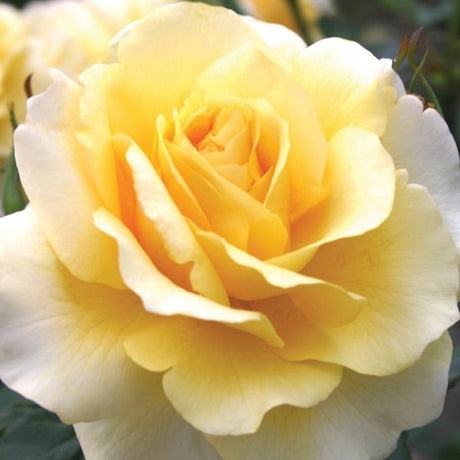 Sunny Sky™ Eleganza® Hybrid Tea Rose - Nature Hills Nursery - #3 Container -