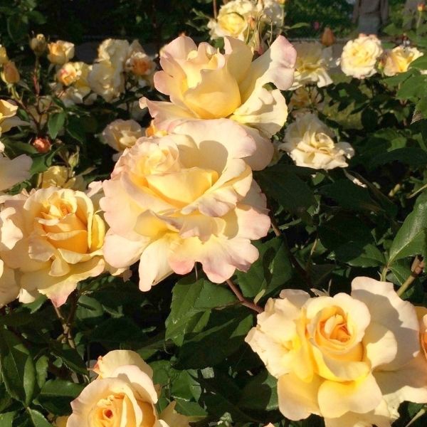 Sunny Sky™ Eleganza® Hybrid Tea Rose - Nature Hills Nursery - #3 Container -