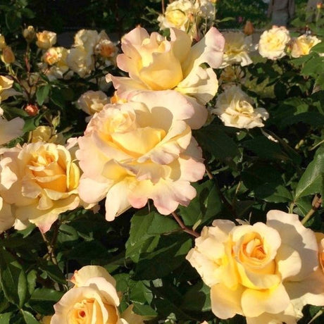 Sunny Sky™ Eleganza® Hybrid Tea Rose - Nature Hills Nursery - #3 Container -
