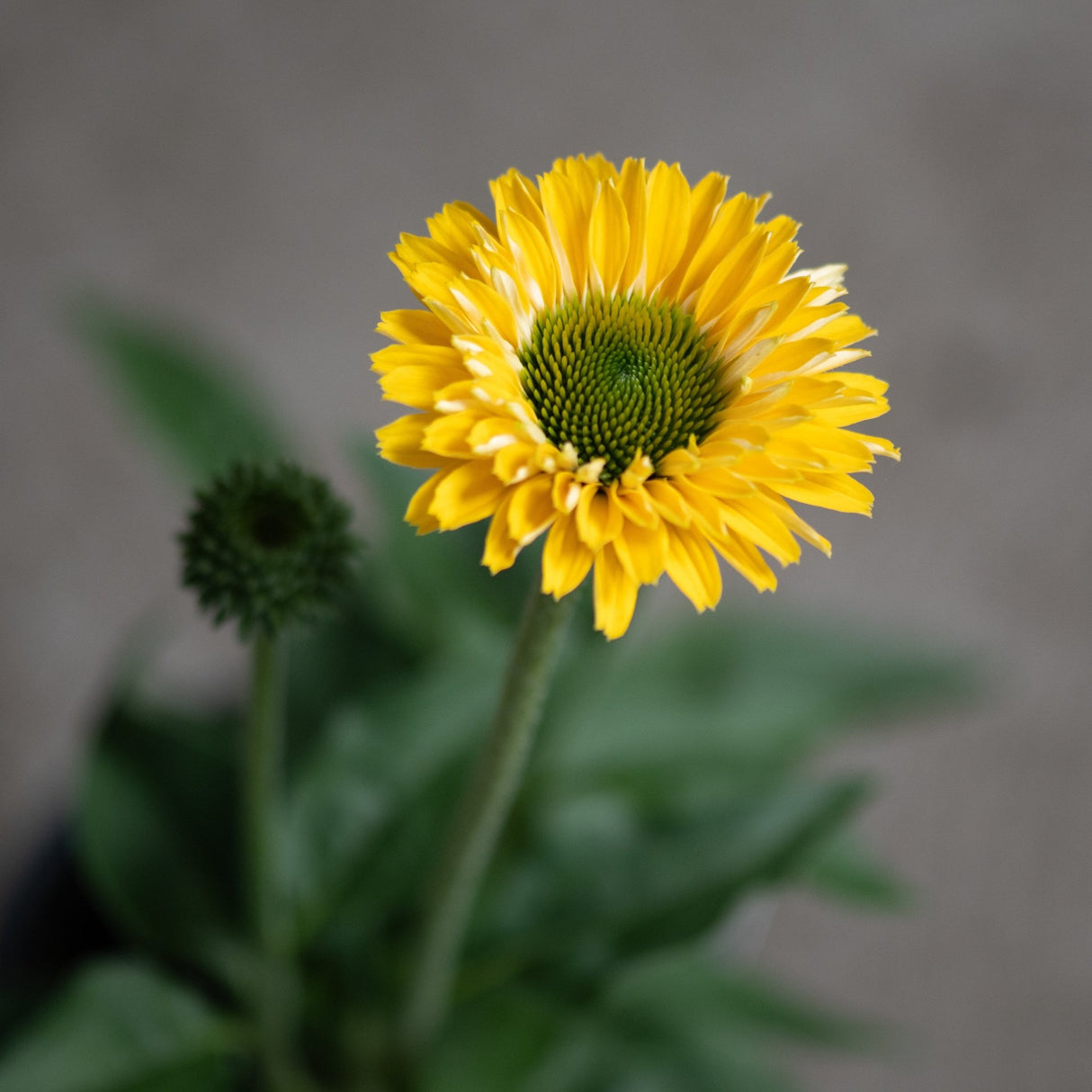 Sunseekers Golden Sun Coneflower displaying bright yellow petals surrounding a green central cone on a single upright stem.