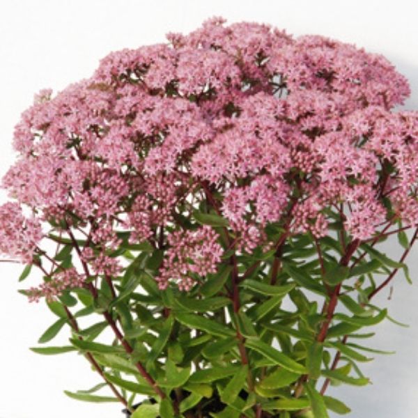 SunSparkler® Jade Tuffet Sedum