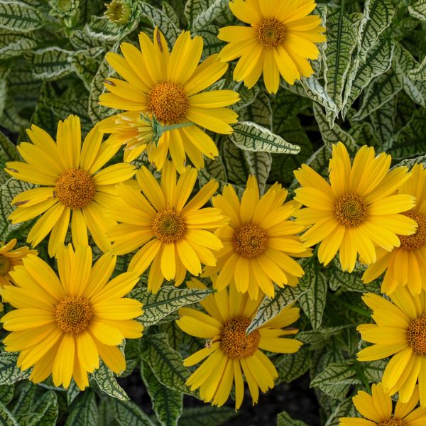 Perennial foliage of Sunstruck Sunflower Heliopsis (Heliopsis helianthoides 'Sunstruck' PP25,524) in a garden setting.