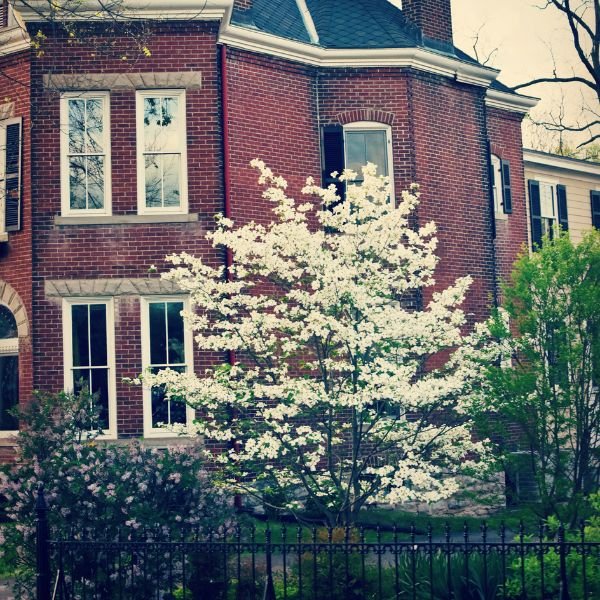 Super Princess Flowering Dogwood Full Grown