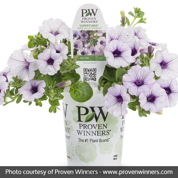 Supertunia® Mini Blue Veined Petunia