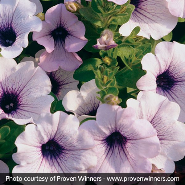Supertunia® Mini Blue Veined Petunia