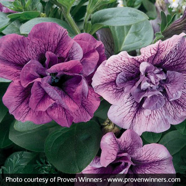 Supertunia® Priscilla® Petunia
