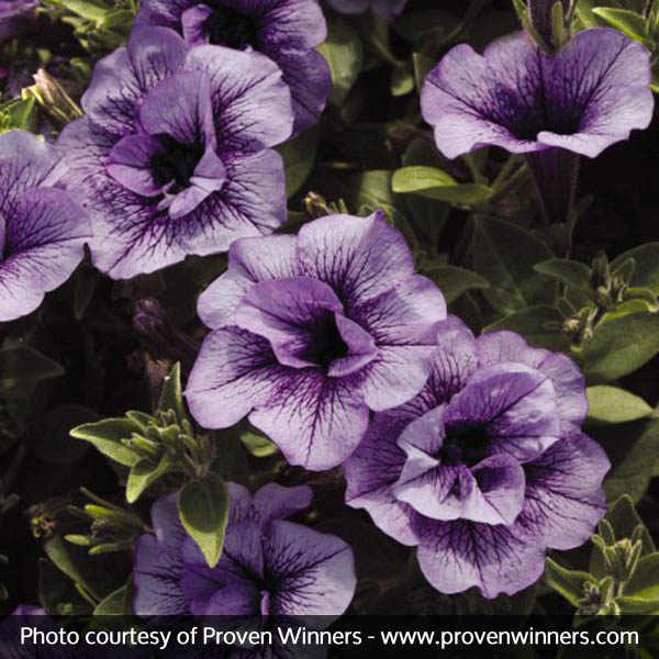 Supertunia® Priscilla® Petunia