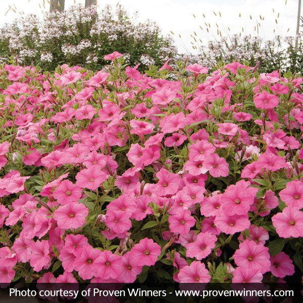 Supertunia Vista® Bubblegum® Petunia
