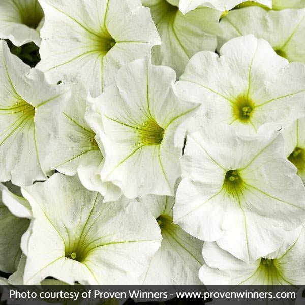 Supertunia® White Petunia