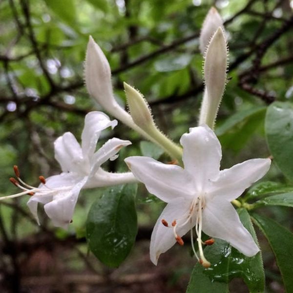 Close-up of white rhododendron flowers on Swamp Azalea blooming in late spring to early summer.