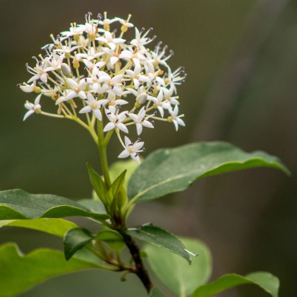 Swamp Dogwood Bush Flowers