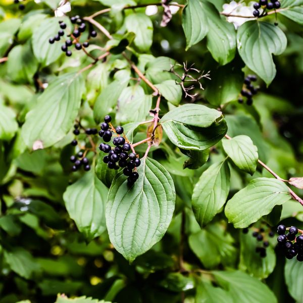 Swamp Dogwood bush Berries