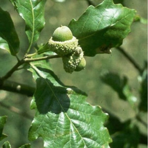 Detail view of Swamp White Oak (Quercus bicolor) showing plant structure and foliage.