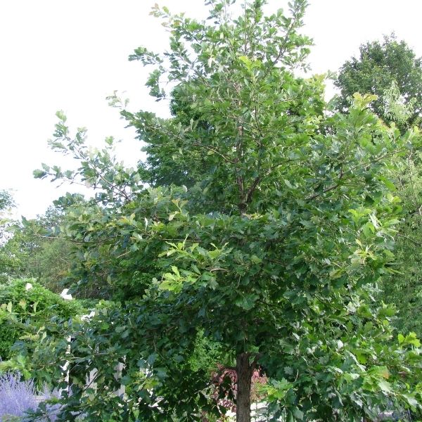 Swamp White Oak (Quercus bicolor) foliage and growth habit in the landscape.
