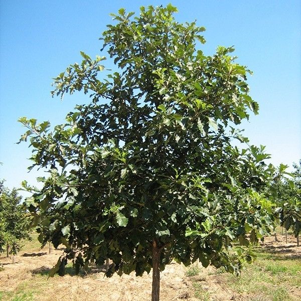 Swamp White Oak (Quercus bicolor), a tree featuring open, rounded form.