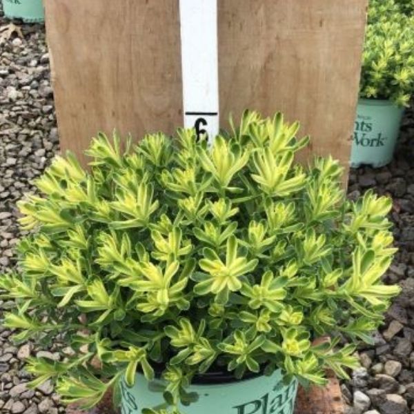 Sweet and Sour Sedum (Sedum kamtschaticum 'Sweet and Sour'), a perennial featuring yellow flowers and perennial.
