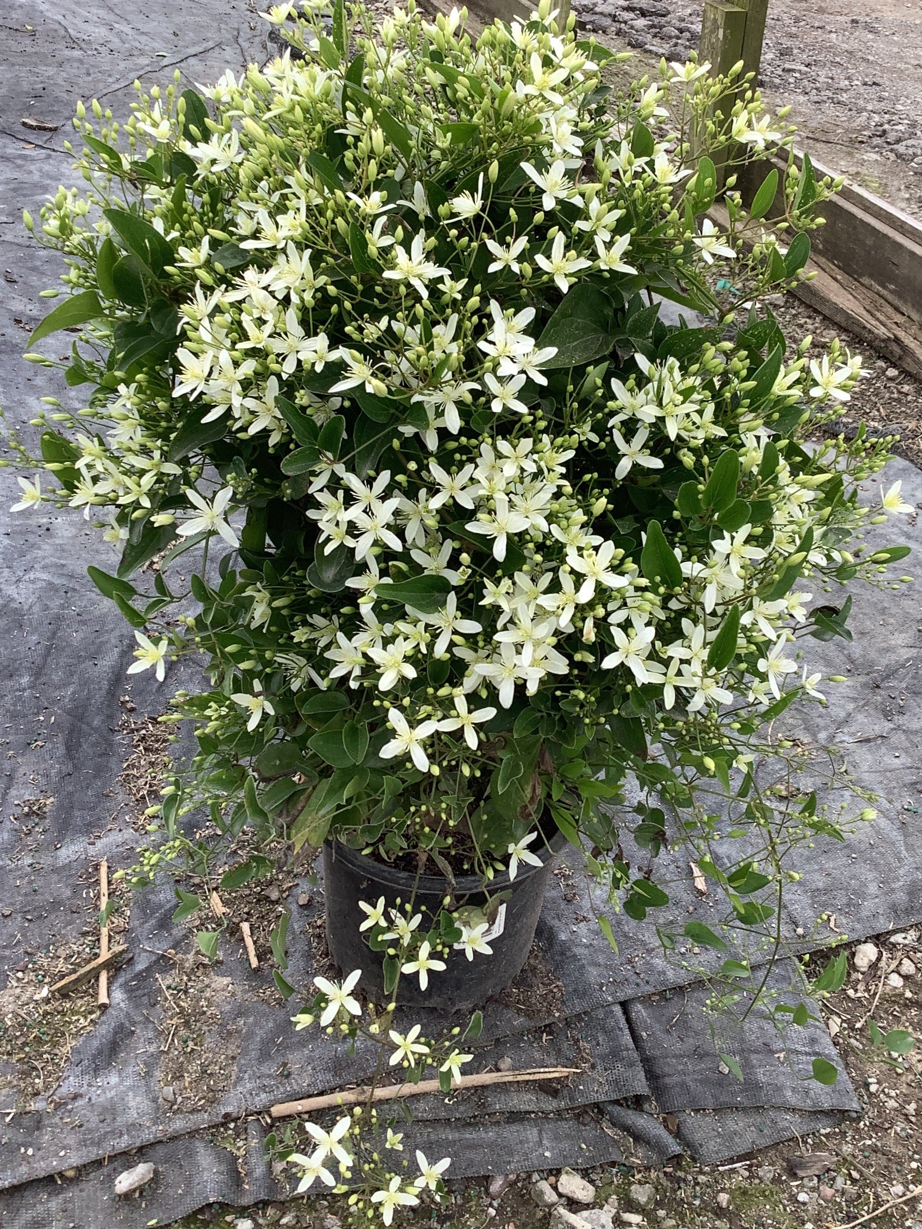 Sweet Autumn Clematis