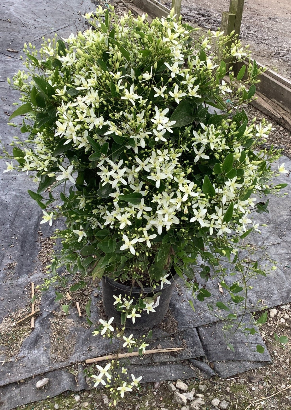 Sweet Autumn Clematis