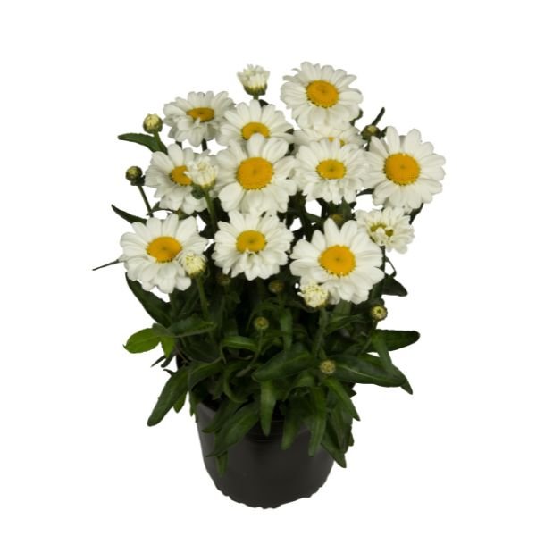 Sweet Daisy™ Jane Shasta Daisy (Leucanthemum x superbum 'Jane'), a perennial featuring yellow, white flowers and perennial.