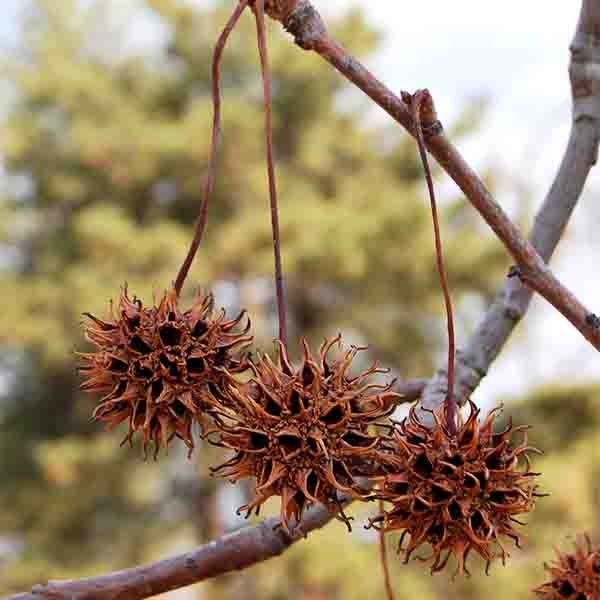 Deciduous foliage of Sweetgum Tree (Liquidambar styraciflua) in a garden setting.