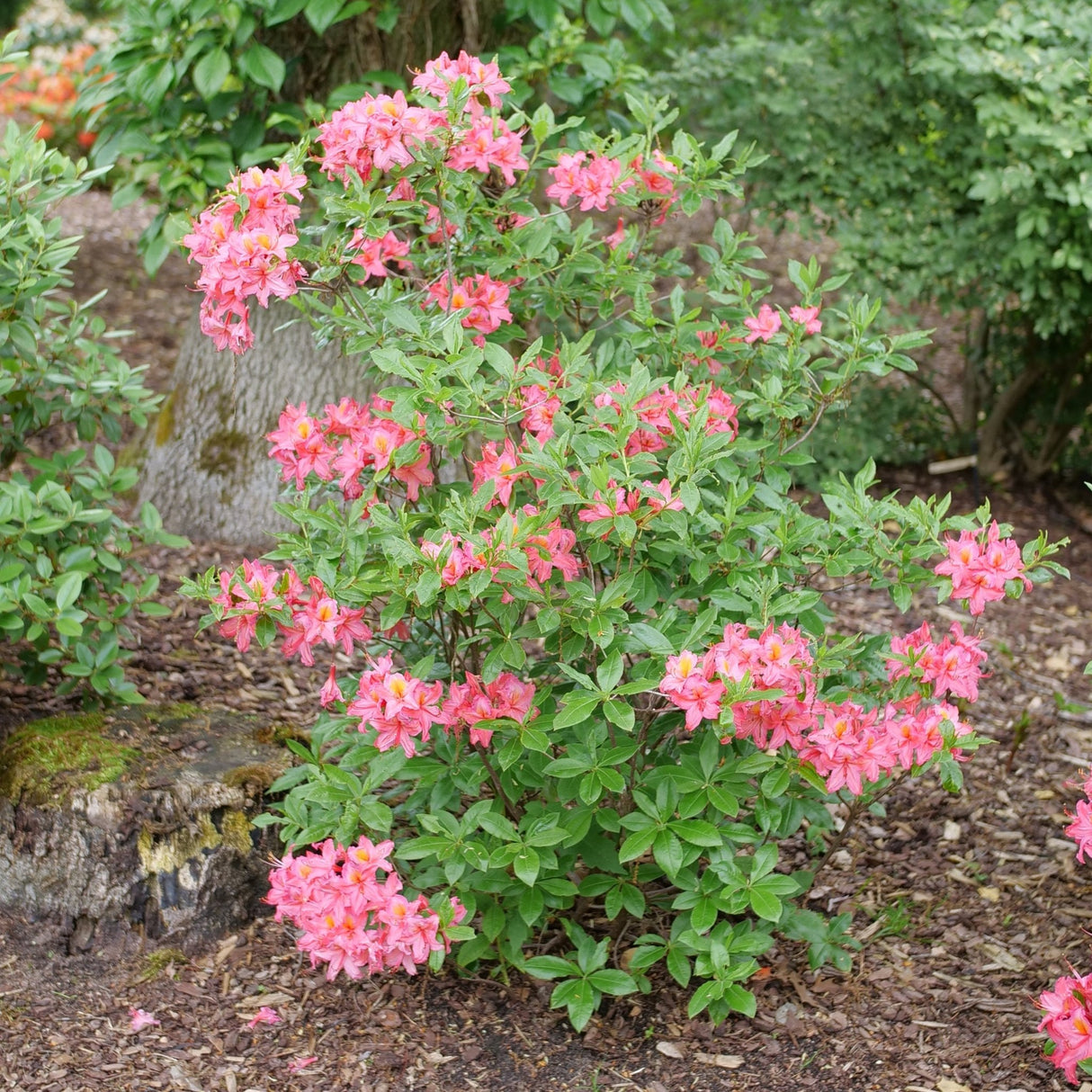 Sweet Reward Pink Azalea shrub, lifestyle view