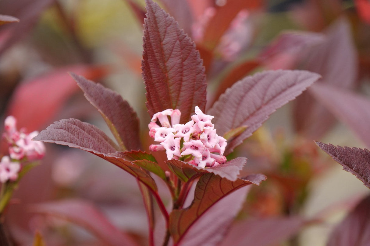 Sweet Talker Fragrant Viburnum shrub, front view