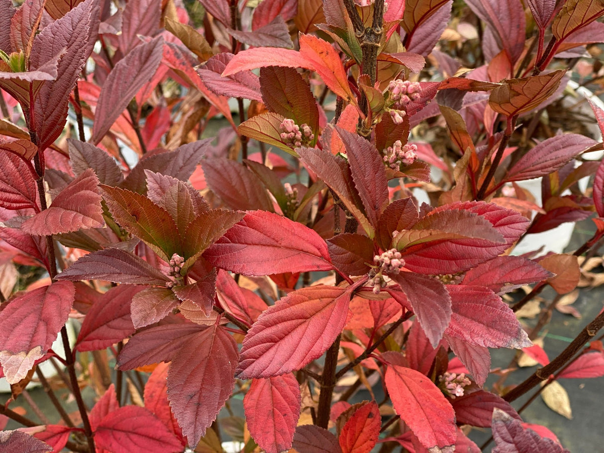Sweet Talker Fragrant Viburnum shrub, side view