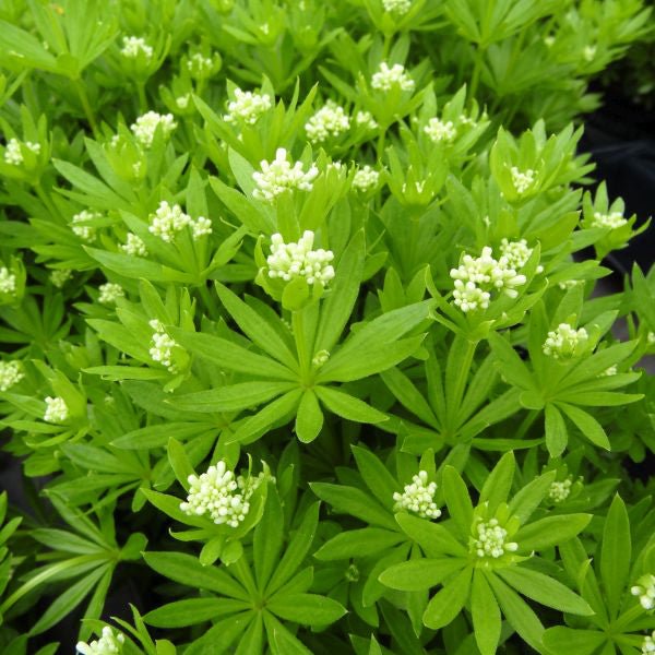 Close-up of white galium flowers on Sweet Woodruff blooming in early spring to late spring.