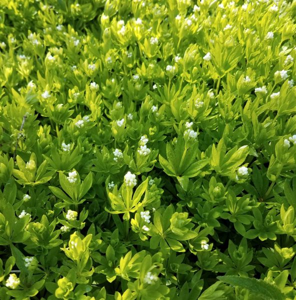Sweet Woodruff (Galium odoratum), a perennial featuring white flowers and perennial.