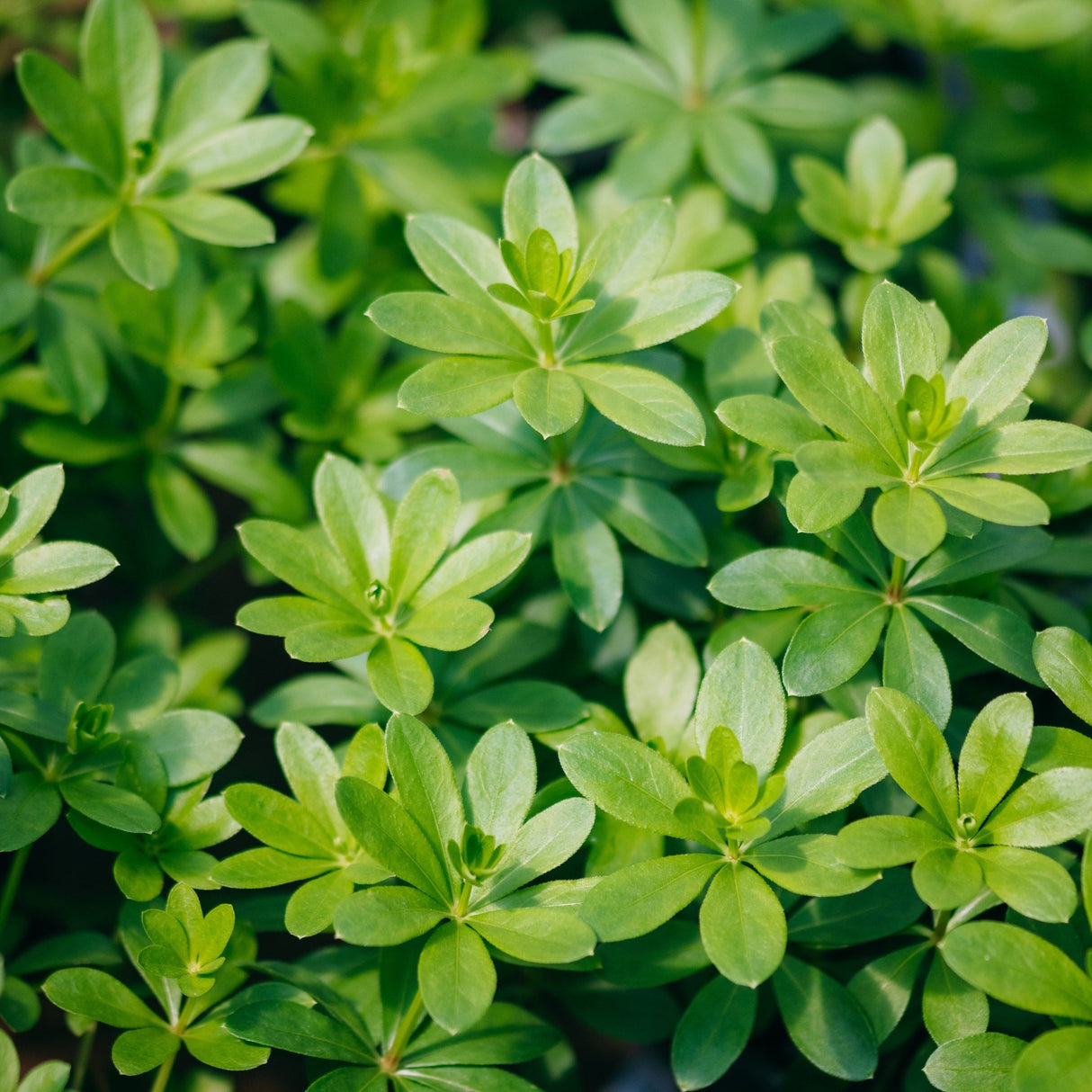 Sweet Woodruff ground cover with whorled bright green leaves densely layered in a lush garden setting.