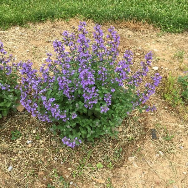 SylvesterBlue Catmint plant covered in vibrant purple blooms growing in a garden border bed.