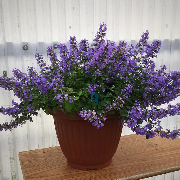SylvesterBlue Catmint blooming in a terra cotta pot, covered in dense violet-purple flowers on spreading stems.
