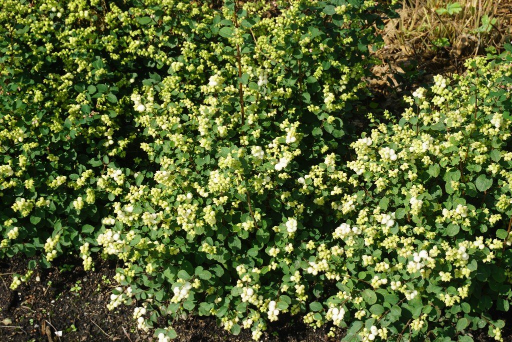 Magical® Avalanche Snowberry