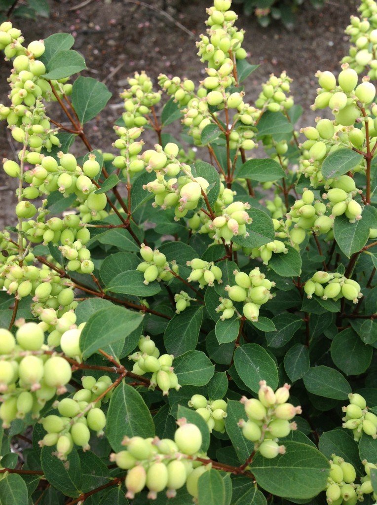 Magical® Avalanche Snowberry