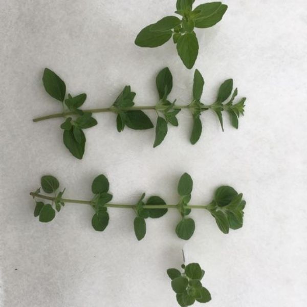 Tall Dark & Traditional Oregano - Nature Hills Nursery - Quart Container -