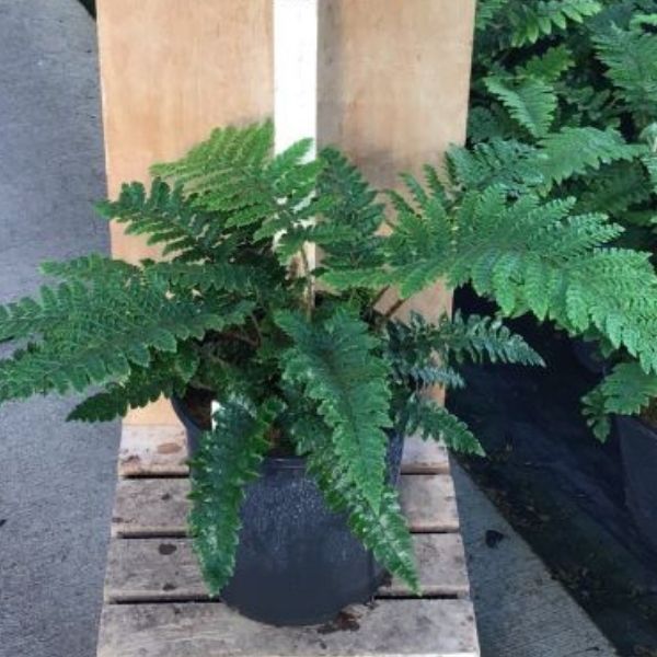 Tassel Fern (Polystichum polyblepharum), a perennial featuring perennial and vase form.
