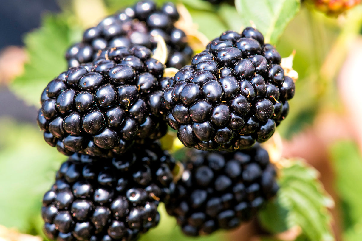 Taste of Heaven® Blackberry (Rubus 'Ponca'), a shrub featuring arching, erect form.