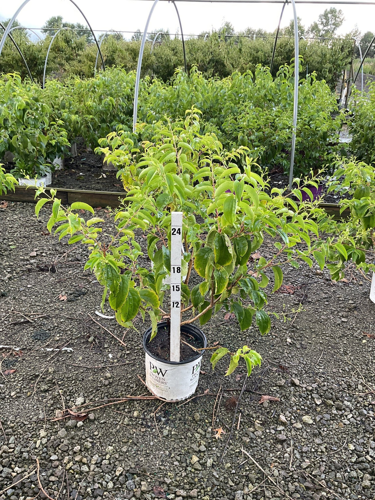 Temple of Bloom® Seven Son Flower Tree