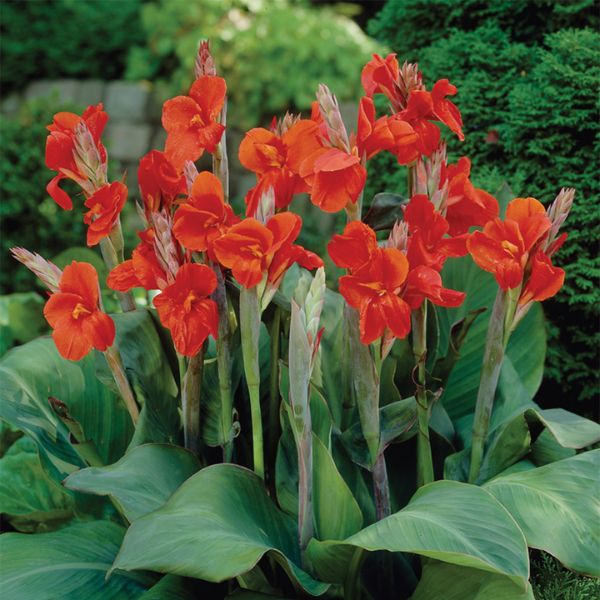 The President Canna Lily Blooms