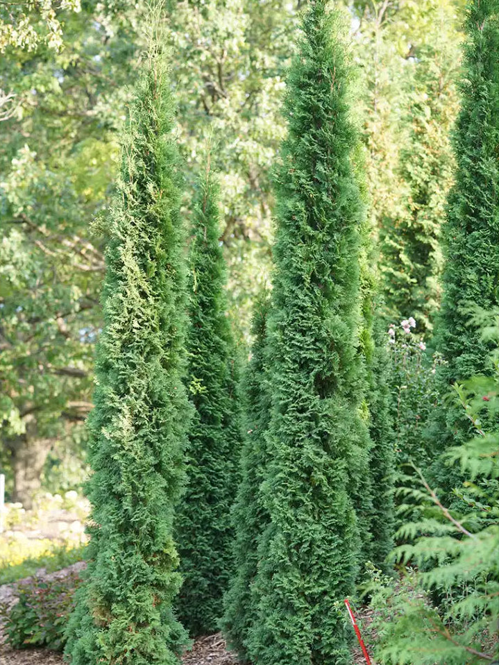 Full Speed A Hedge® Thin Man® Arborvitae