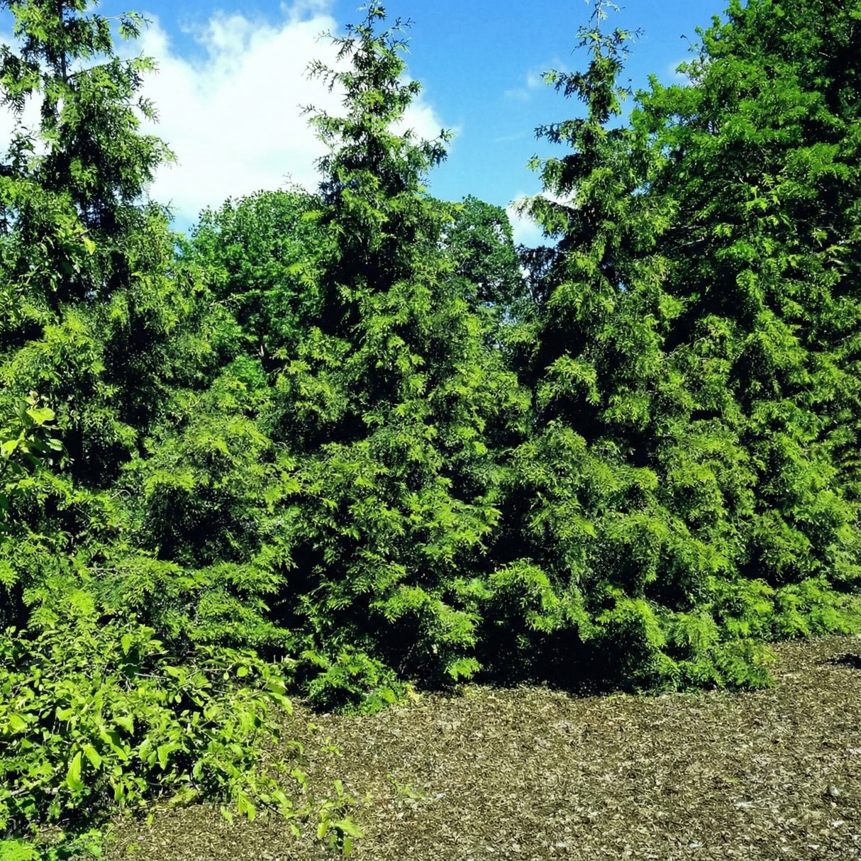 Detailed view of the lush, fern-like green foliage of a Thuja Green Giant privacy tree.